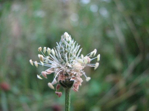 English Plantain (Plantago lanceolata)