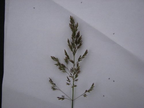 Kentucky Bluegrass (Poa pratensis)