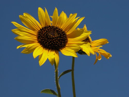 Annual Sunflower (Helianthus annuus)