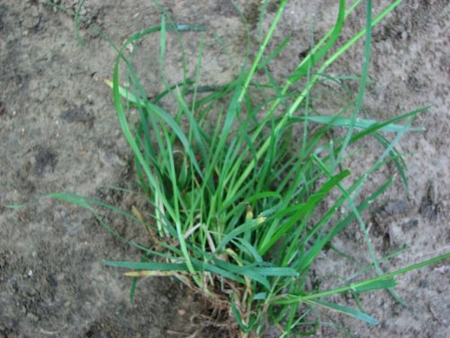 Woodland Bluegrass (Poa sylvestris)