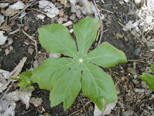 May Apple (Podophyllum peltatum)