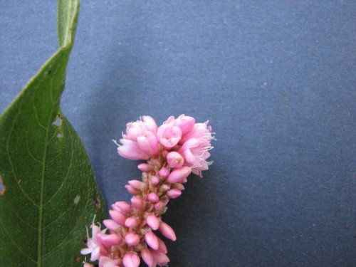 Swamp Smartweed (Persicaria amphibia)