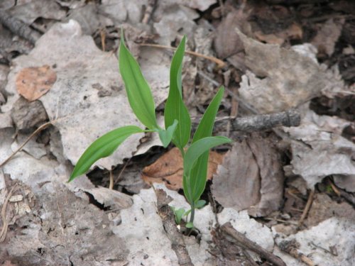 Solomon's Seal (Polygonatum biflorum)