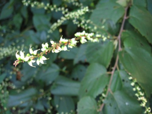 Virginia Knotweed (Polygonum virginianum)