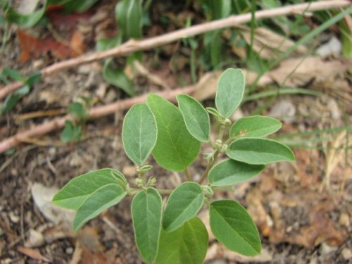 One-seeded Croton (Croton monanthogynus)