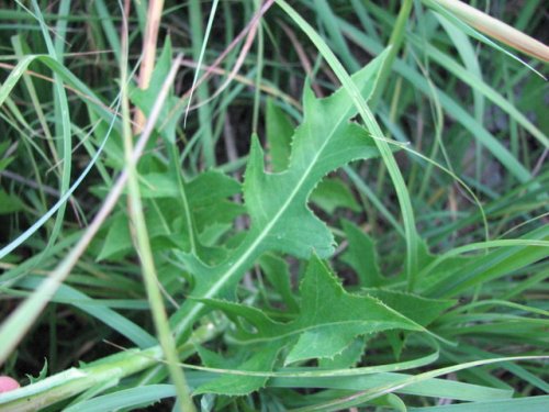 Canada Lettuce (Lactuca canadensis)