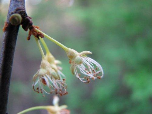 Mexican Plum (Prunus mexicana)