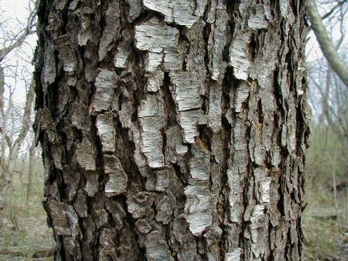 Black Cherry (Prunus serotina)