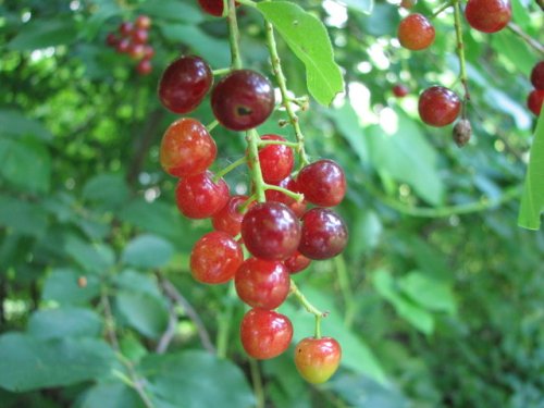 Choke Cherry (Prunus virginiana)