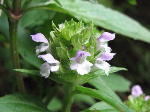 Common Selfheal (Prunella vulgaris)