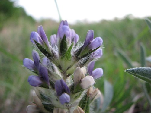 Prairie Turnip (Psoralea esculenta)