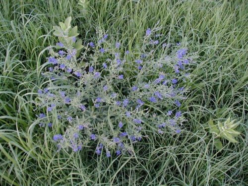 Slim Flower Scufpea (Psoralea tenuiflora)