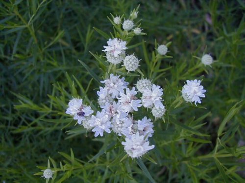 Slender Mountain Mint (Pycnanthemum tenuifolium)