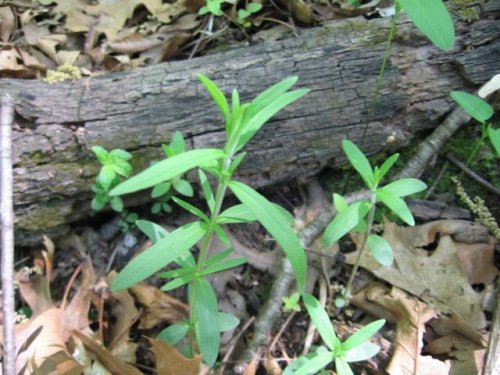 hairy mountain mint (Pycnanthemum verticillatum)