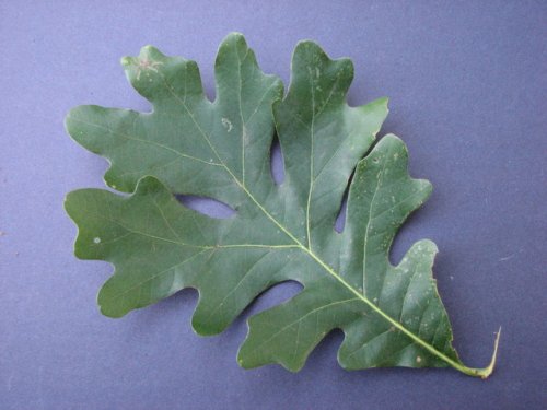 White Oak (Quercus alba)
