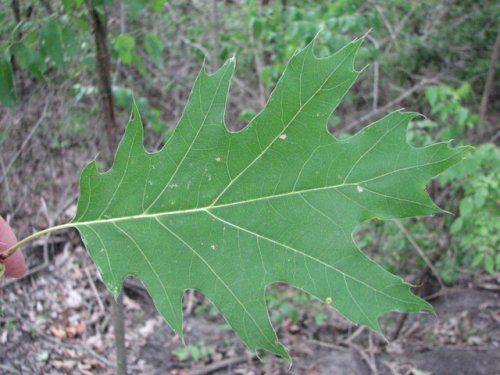 Red Oak (Quercus borealis)