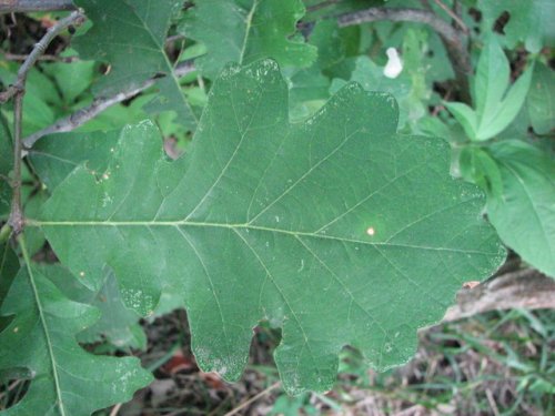 Bur Oak (Quercus macrocarpa)