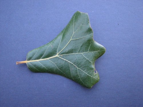 Black Jack Oak (Quercus marilandica)