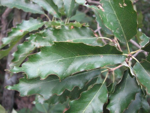 Dwarf Chinquapin Oak (Quercus prinoides)