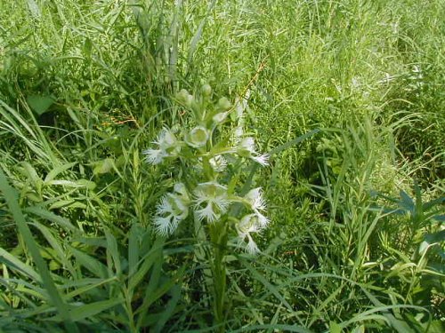 Prairie Fringed Orchid (Platanthera praeclara)