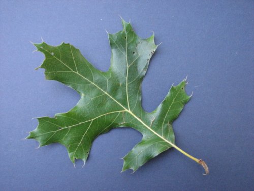 Shummard's Oak (Quercus shumardii)