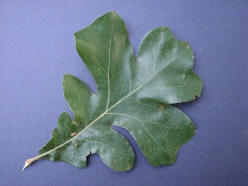 Post Oak (Quercus stellata)