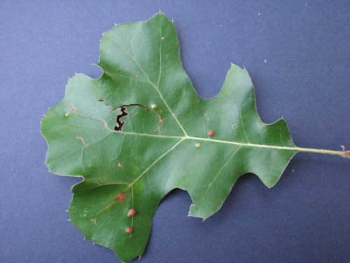 Black Oak (Quercus velutina)