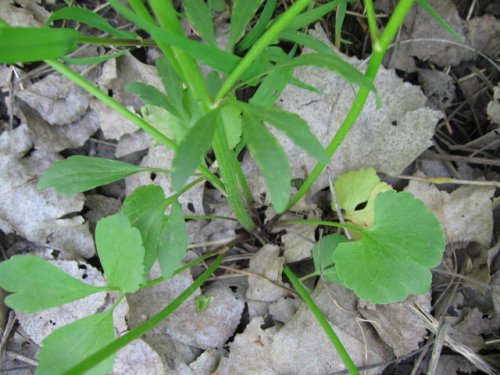 Littleleaf Buttercup (Ranunculus abortivus)