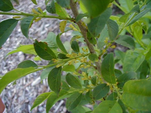 Buckthorn (Rhamnus lanceolata)