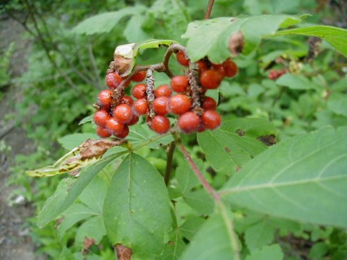 Aromatic Sumac (Rhus aromatica)