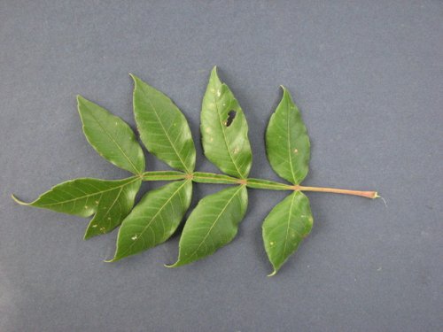 Winged Sumac (Rhus copallina)