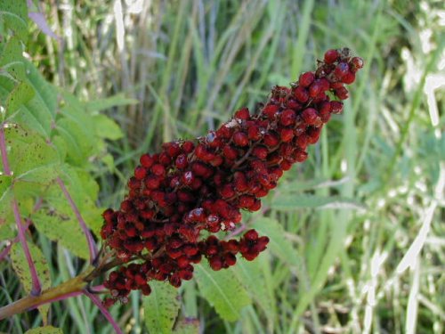 Smooth Sumac (Rhus glabra)