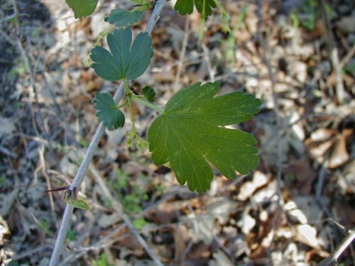 Wild Gooseberry (Ribes missouriense)