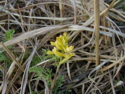 Slender Fumewort (Corydalis micrantha)