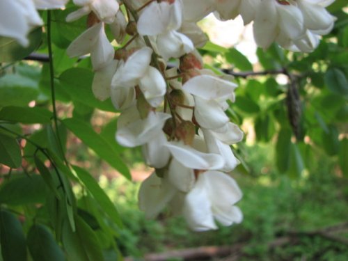 Black Locust (Robinia pseudoacacia)