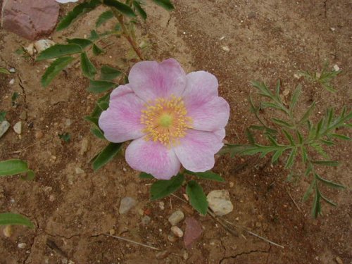 Prairie Rose (Rosa arkansana)