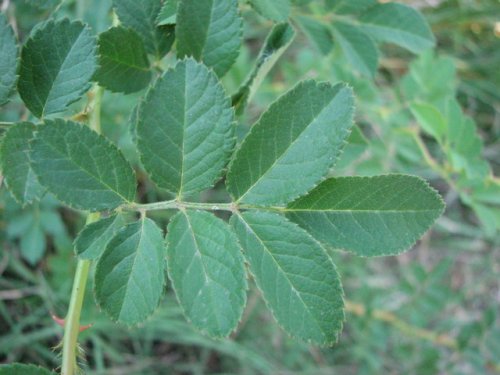 Multiflora Rose (Rosa multiflora)