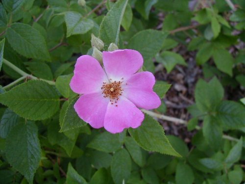 Climbing Prairie Rose (Rosa setigera)