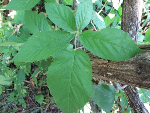 Bush's Highbush Blackberry (Rubus bushii)