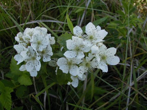 Black Raspberry (Rubus occidentalis)