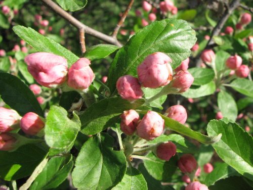 Prairie Crabapple (Malus ioensis)