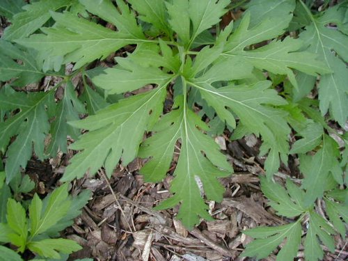 Cutleaf Coneflower (Rudbeckia laciniata)