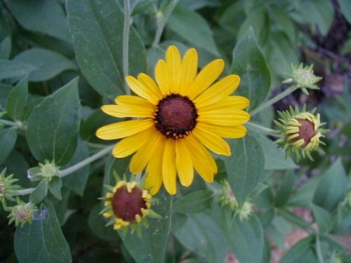 Sweet Coneflower (Rudbeckia subtomentosa)