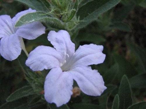 Prairie Petunia (Ruellia humilis)