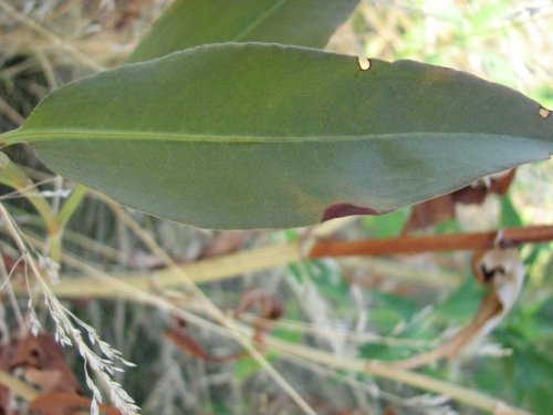 Pale Dock (Rumex altissimus)