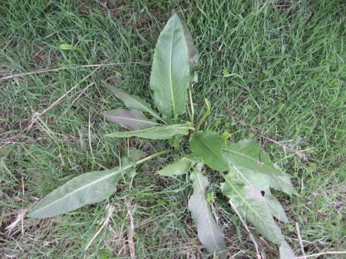 Curled Dock (Rumex crispus)