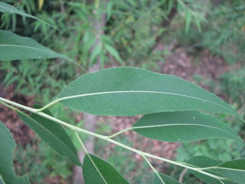 Peach Leaved Willow (Salix amygdaloides)