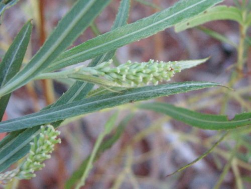 Sandbar Willow (Salix exigua)