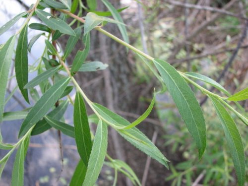 Black Willow (Salix nigra)