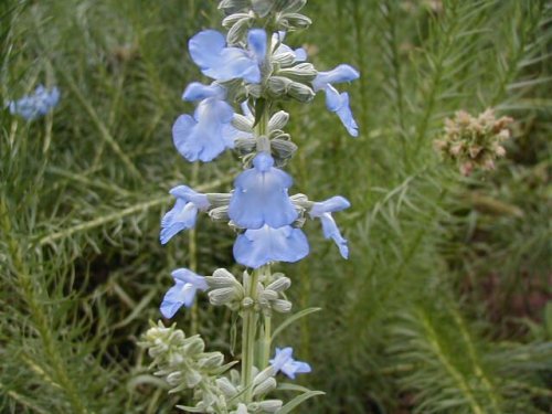 Blue Sage (Salvia azureus)